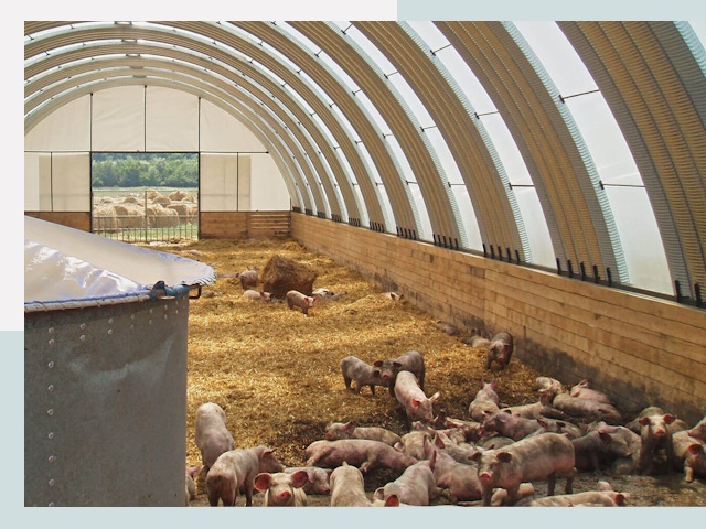 Строительство свинарников в Амурске